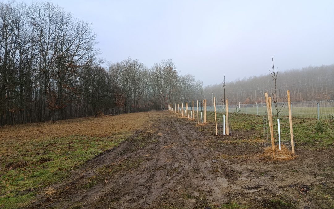 Országfásítás 2025 – Településfásítási Program